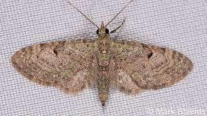 Attēlu rezultāti vaicājumam “Eupithecia satyrata”