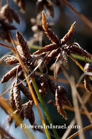 Attēlu rezultāti vaicājumam “Schoenoplectus lacustris subsp. glaucus fruit”