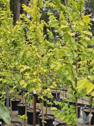 Attēlu rezultāti vaicājumam “Ulmus glabra”