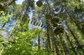 Image result for Go Ape! Grizedale