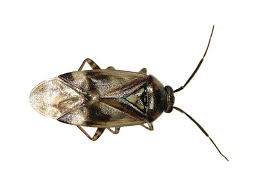 Attēlu rezultāti vaicājumam “Orthops basalis”