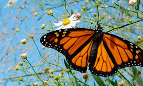 Attēlu rezultāti vaicājumam “Lepidoptera”
