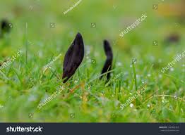 Attēlu rezultāti vaicājumam “Geoglossum sp.”