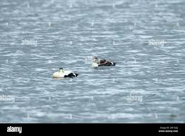 Attēlu rezultāti vaicājumam “Somateria mollissima juvenile”