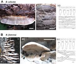 Attēlu rezultāti vaicājumam “Bjerkandera fumosa”