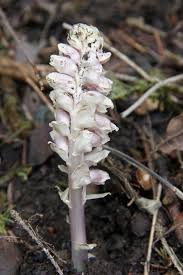 Attēlu rezultāti vaicājumam “Lathraea squamaria bud”