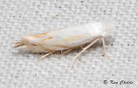 Attēlu rezultāti vaicājumam “Bucculatricidae”