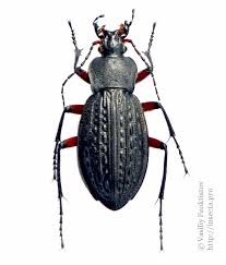 Attēlu rezultāti vaicājumam “Carabus cancellatus”
