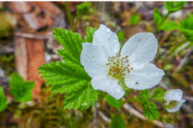 Attēlu rezultāti vaicājumam “Rubus chamaemorus flower”