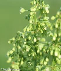 Attēlu rezultāti vaicājumam “Rumex confertus fruit”