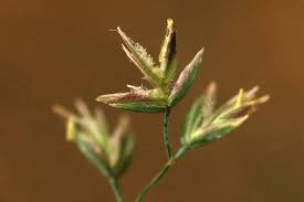 Attēlu rezultāti vaicājumam “Poa nemoralis leaf”