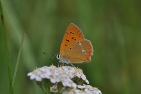 Attēlu rezultāti vaicājumam “Lycaena virgaureae female”