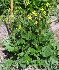 Attēlu rezultāti vaicājumam “Geum”