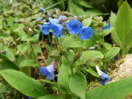 Image result for Pulmonaria officinalis