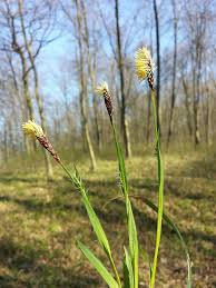 Attēlu rezultāti vaicājumam “Carex pilosa”