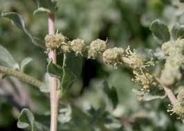 Attēlu rezultāti vaicājumam “Atriplex calotheca flower”