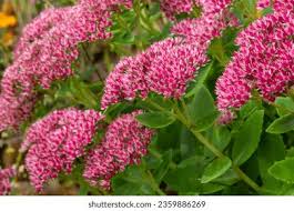 Attēlu rezultāti vaicājumam “Hylotelephium telephium leaf”