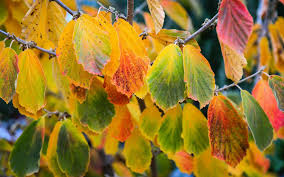 Attēlu rezultāti vaicājumam “Hamamelis virginiana leaf”
