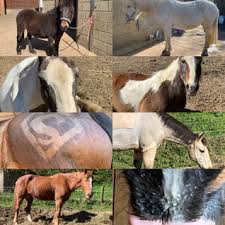 Image result for Greenways Riding Stable Lower Eashing