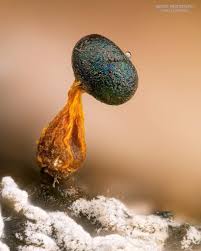 Attēlu rezultāti vaicājumam “Colloderma oculatum”