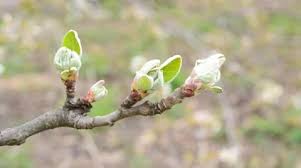 Attēlu rezultāti vaicājumam “Cerasus bud”
