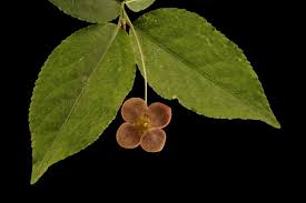 Attēlu rezultāti vaicājumam “Euonymus verrucosus”