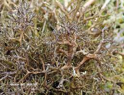 Attēlu rezultāti vaicājumam “Cetraria aculeata”