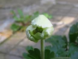 Attēlu rezultāti vaicājumam “Anemone nemorosa bud”