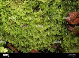 Attēlu rezultāti vaicājumam “Trichocolea tomentella”