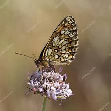 Attēlu rezultāti vaicājumam “Mellicta athalia upperside”