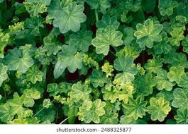 Attēlu rezultāti vaicājumam “Alchemilla subcrenata  flower”