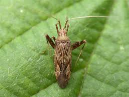 Attēlu rezultāti vaicājumam “Phytocoris varipes”