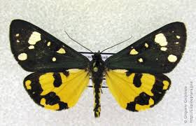 Attēlu rezultāti vaicājumam “Callimorpha dominula”