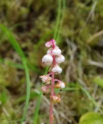 Attēlu rezultāti vaicājumam “Pyrola minor leaf”