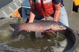 Image result for Mylopharyngodon piceus