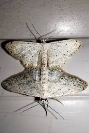 Attēlu rezultāti vaicājumam “Idaea seriata”