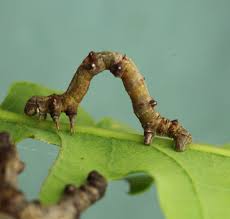 Attēlu rezultāti vaicājumam “Ennomos erosaria”