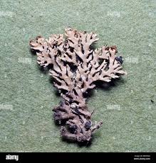 Attēlu rezultāti vaicājumam “Hypogymnia vittata”