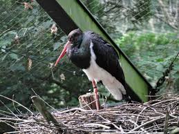 Attēlu rezultāti vaicājumam “Ciconia nigra nest”