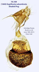 Attēlu rezultāti vaicājumam “Eupithecia subumbrata”