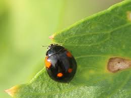 Attēlu rezultāti vaicājumam “Adalia bipunctata imago”