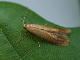 Attēlu rezultāti vaicājumam “Tischeria ekebladella”