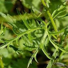 Attēlu rezultāti vaicājumam “Malva moschata alba leaf”