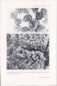 Attēlu rezultāti vaicājumam “Amaurochaete atra young”