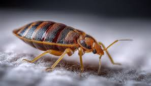 Attēlu rezultāti vaicājumam “Phosphaenus hemipterus male”