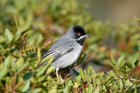 Image result for Sylvia rueppelli