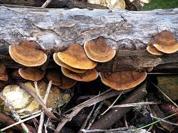 Attēlu rezultāti vaicājumam “Gloeophyllum abietinum”