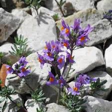 Attēlu rezultāti vaicājumam “Trichia alpina”