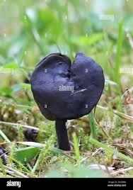 Attēlu rezultāti vaicājumam “Helvella atra”