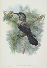 Image result for Nucifraga caryocatactes